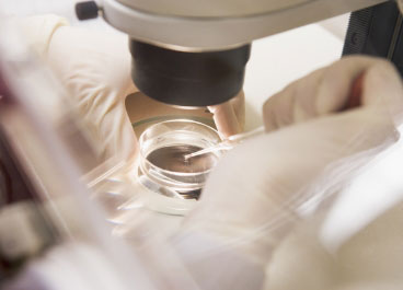 IVF in a petri dish